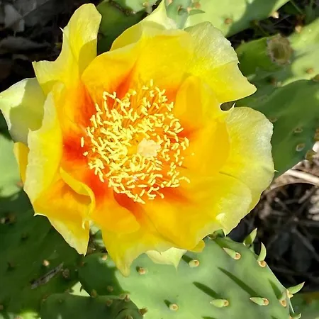 Lovrini Dvori דירה