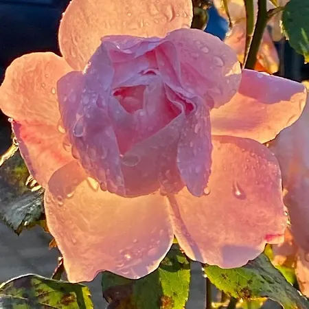 Lovrini Dvori דירה *